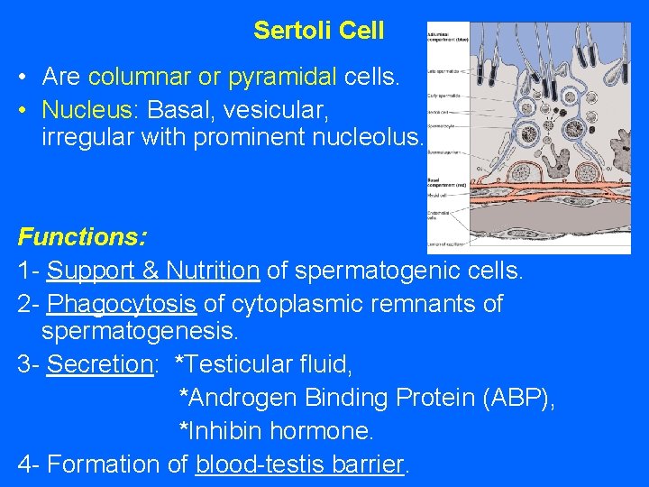 Sertoli Cell • Are columnar or pyramidal cells. • Nucleus: Basal, vesicular, irregular with