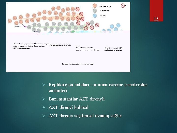 . AZT direnci olmayan AZT’ye kısmen dirençli AZT dirençli 12 Mutation Reverse transkripsiyon sürecindeki