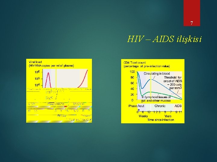 7 HIV – AIDS ilişkisi 