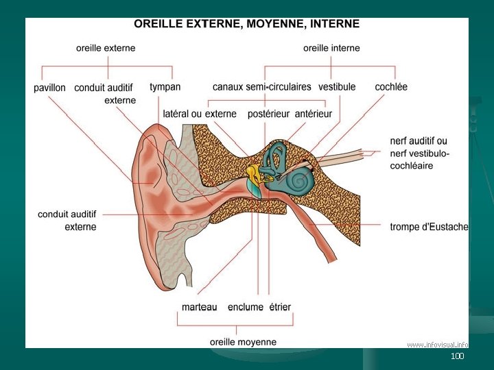 et n. ts i p s. i w w w 100 