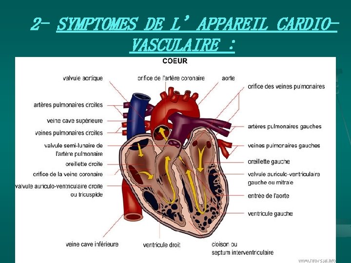  2 - SYMPTOMES DE L’APPAREIL CARDIOVASCULAIRE : et n. ts i p s.