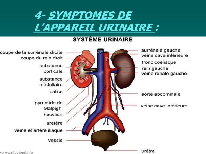 4 - SYMPTOMES DE L’APPAREIL URINAIRE : et n. ts i p s. i