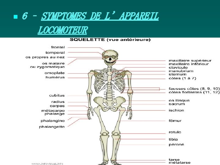 n 6 – SYMPTOMES DE L’APPAREIL LOCOMOTEUR et n. ts i p s. i