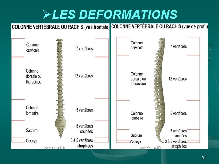 ØLES DEFORMATIONS et n. ts i p s. i w w w 84 