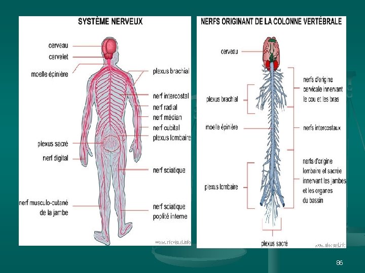 et n. ts i p s. i w w w 86 