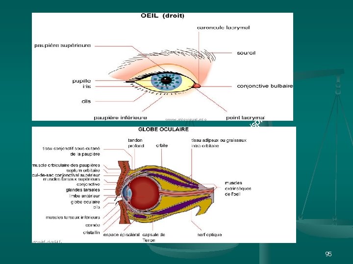 et n. ts i p s. i w w w 95 