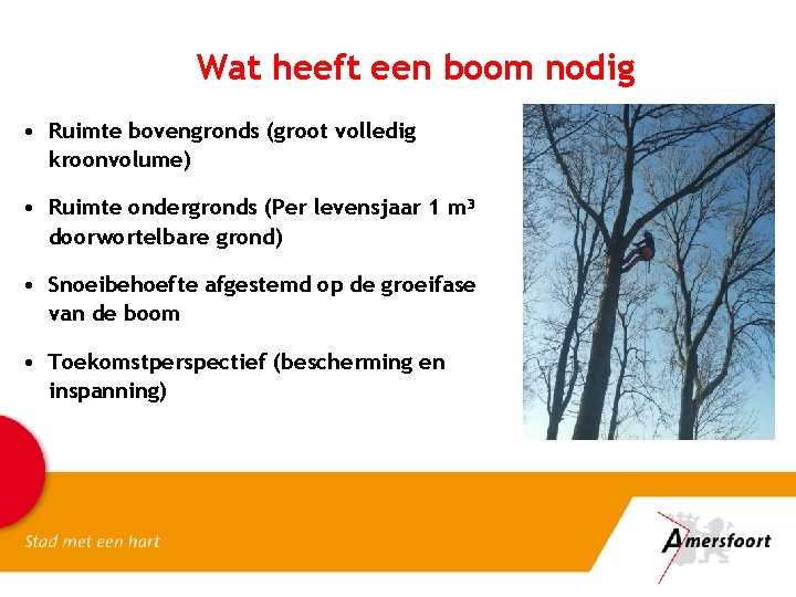 Wat heeft een boom nodig • Ruimte bovengronds (groot volledig kroonvolume) • Ruimte ondergronds