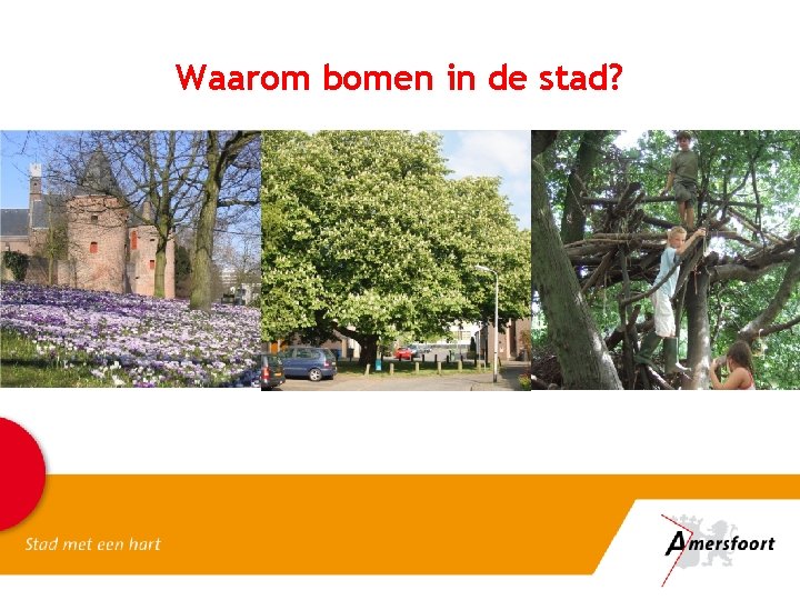 Waarom bomen in de stad? 