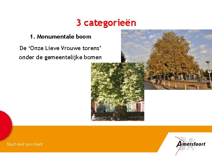 3 categorieën 1. Monumentale boom De ‘Onze Lieve Vrouwe torens’ onder de gemeentelijke bomen