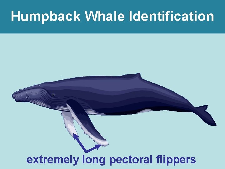 Humpback Whale Identification extremely long pectoral flippers 