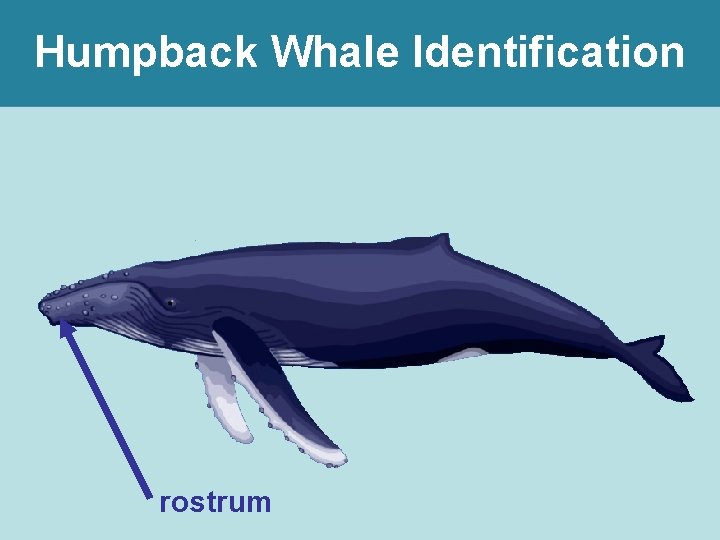 Humpback Whale Identification rostrum 