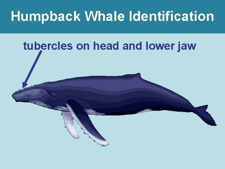 Humpback Whale Identification tubercles on head and lower jaw 