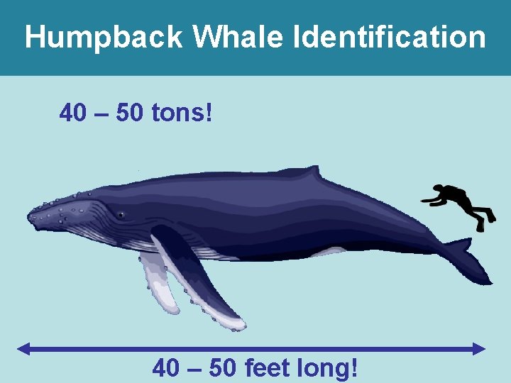 Humpback Whale Identification 40 – 50 tons! 40 – 50 feet long! 