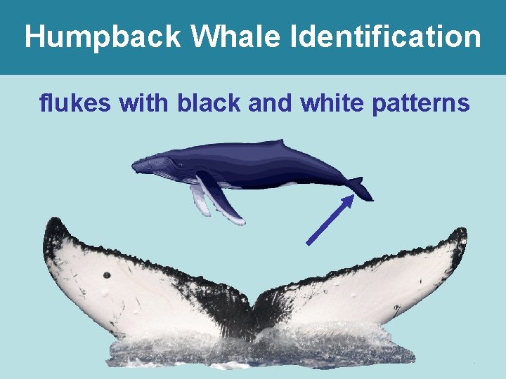 Humpback Whale Identification flukes with black and white patterns 