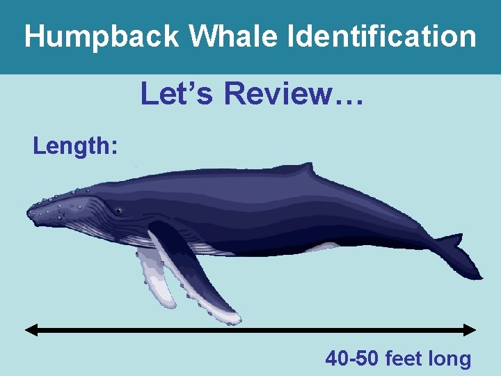 Humpback Whale Identification Let’s Review… Length: 40 -50 feet long 