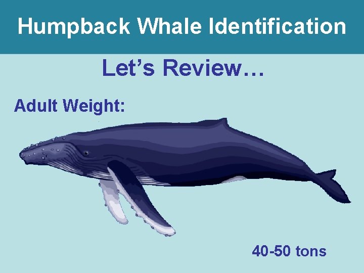 Humpback Whale Identification Let’s Review… Adult Weight: 40 -50 tons 