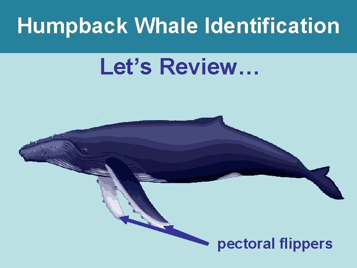 Humpback Whale Identification Let’s Review… pectoral flippers 