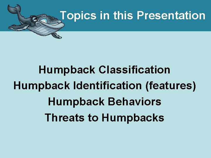 Topics in this Presentation Humpback Classification Humpback Identification (features) Humpback Behaviors Threats to Humpbacks