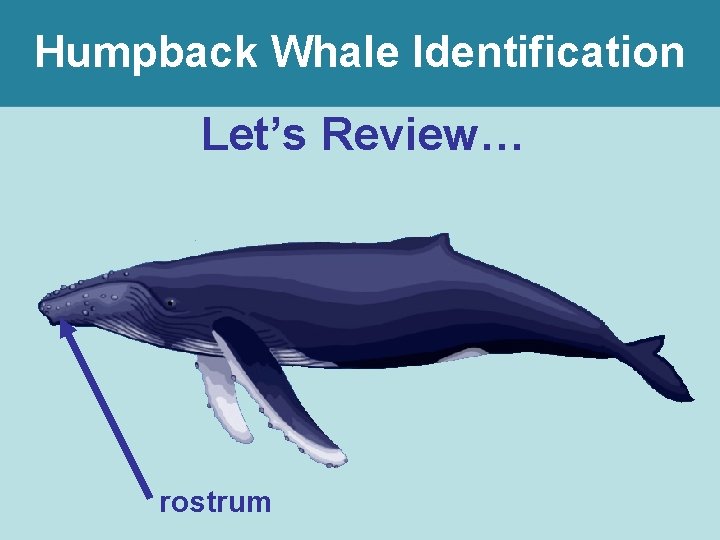 Humpback Whale Identification Let’s Review… rostrum 