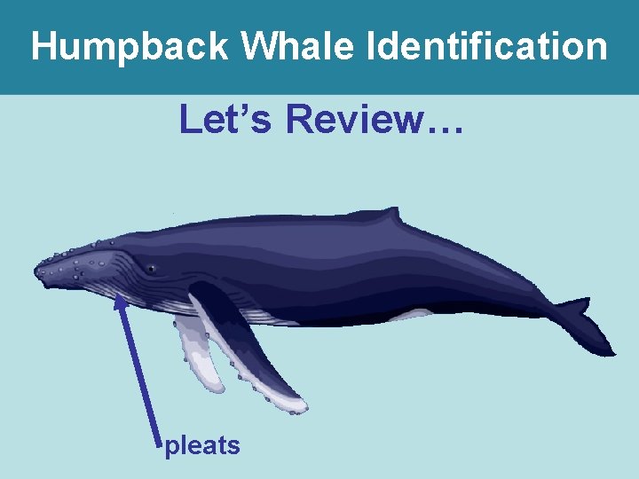 Humpback Whale Identification Let’s Review… pleats 