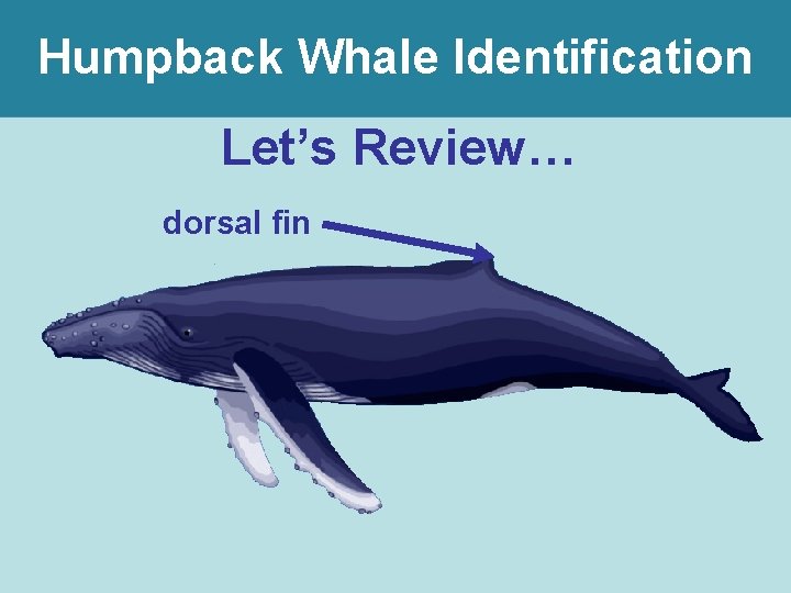 Humpback Whale Identification Let’s Review… dorsal fin 