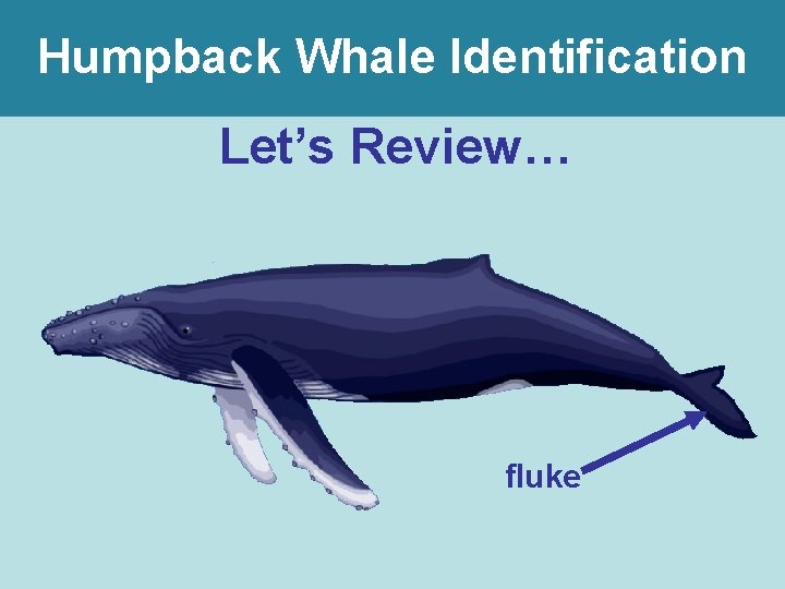 Humpback Whale Identification Let’s Review… fluke 