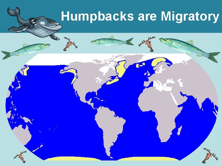 Humpbacks are Migratory 