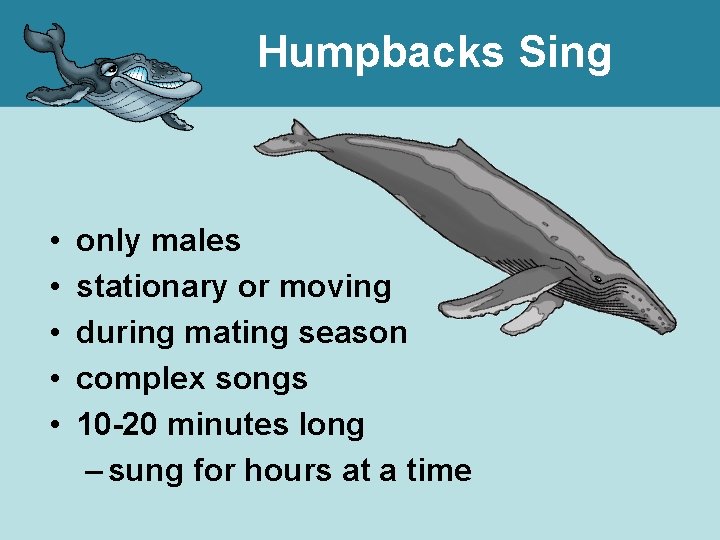 Humpbacks Sing • • • only males stationary or moving during mating season complex
