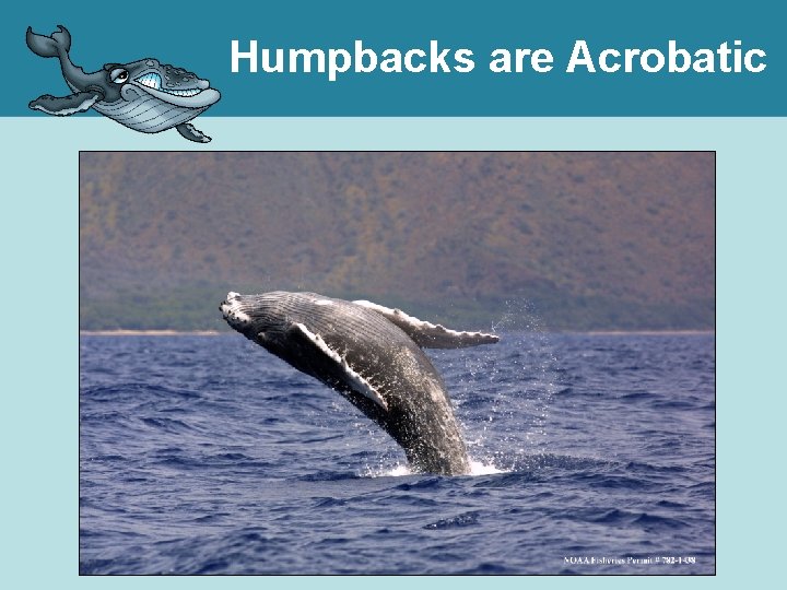 Humpbacks are Acrobatic 