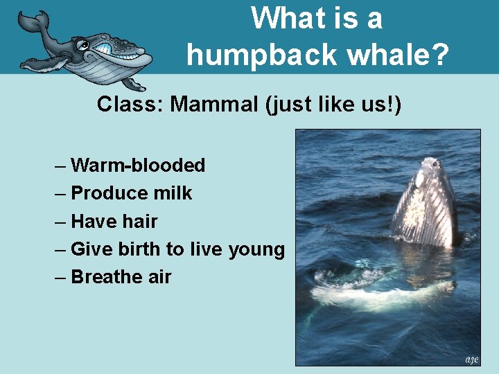 What is a humpback whale? Class: Mammal (just like us!) – Warm-blooded – Produce