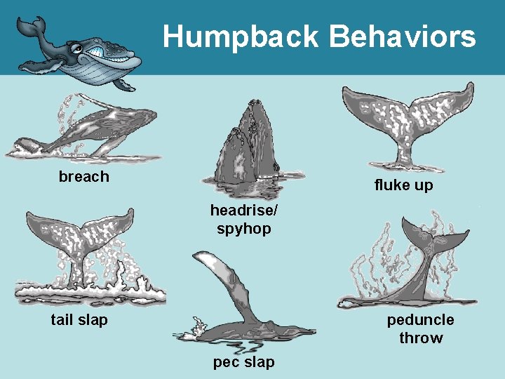Humpback Behaviors breach fluke up headrise/ spyhop tail slap peduncle throw pec slap 