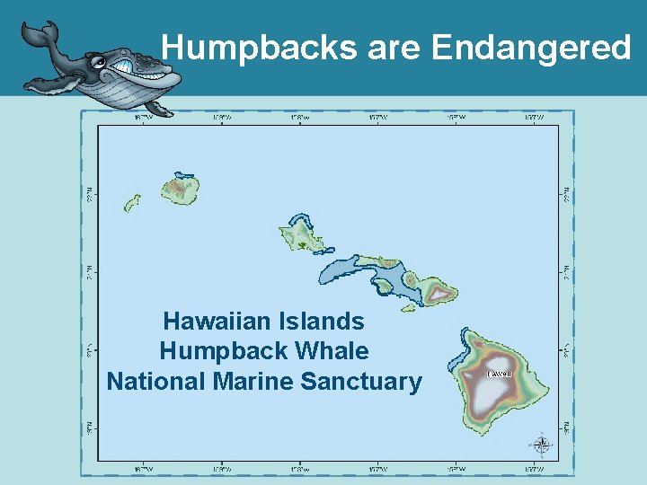 Humpbacks are Endangered Hawaiian Islands Humpback Whale National Marine Sanctuary 