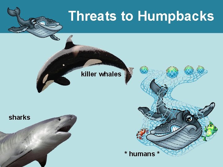 Threats to Humpbacks killer whales sharks * humans * 