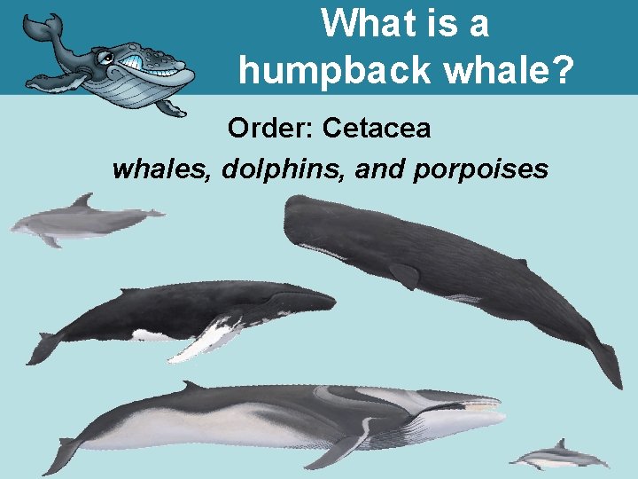 What is a humpback whale? Order: Cetacea whales, dolphins, and porpoises 