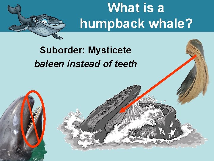 What is a humpback whale? Suborder: Mysticete baleen instead of teeth 