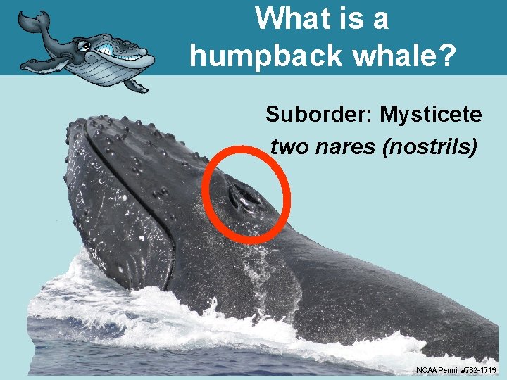 What is a humpback whale? Suborder: Mysticete two nares (nostrils) 