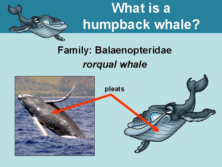 What is a humpback whale? Family: Balaenopteridae rorqual whale pleats 