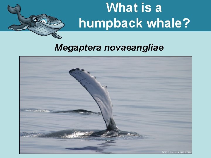 What is a humpback whale? Megaptera novaeangliae 