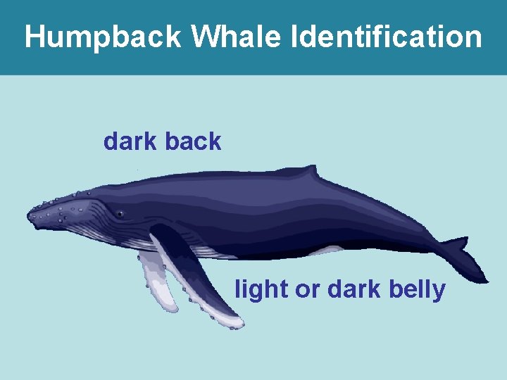 Humpback Whale Identification dark back light or dark belly 