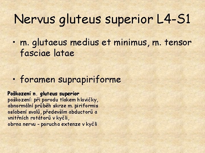 Nervus gluteus superior L 4 -S 1 • m. glutaeus medius et minimus, m.