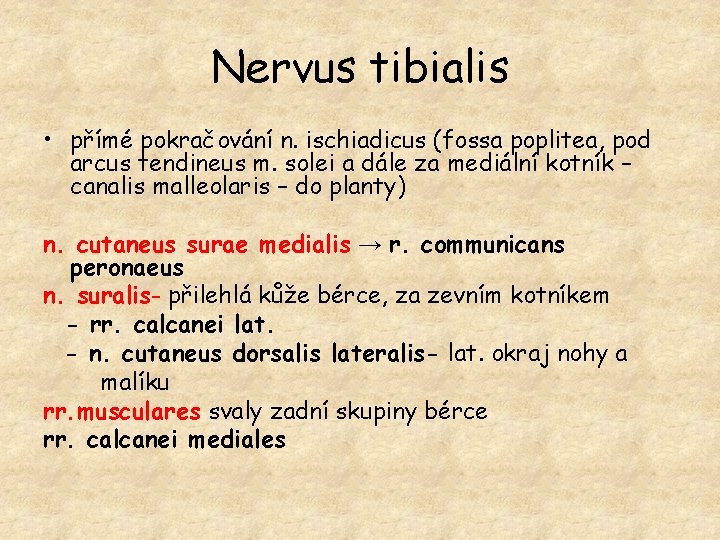 Nervus tibialis • přímé pokračování n. ischiadicus (fossa poplitea, pod arcus tendineus m. solei