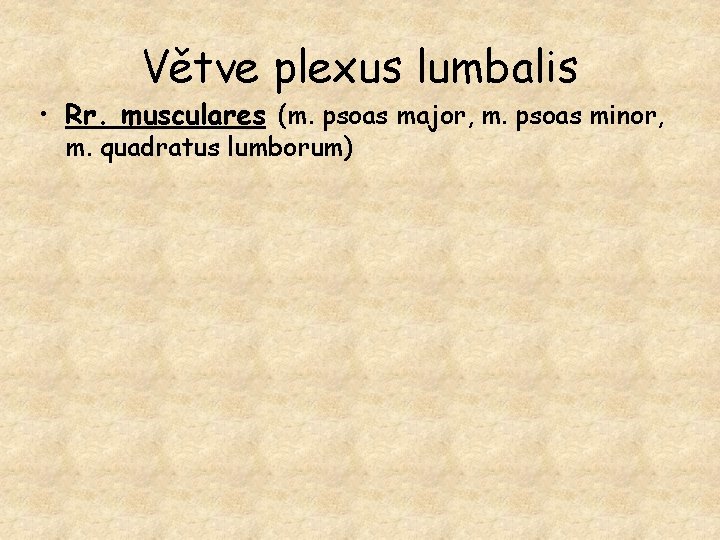 Větve plexus lumbalis • Rr. musculares (m. psoas major, m. psoas minor, m. quadratus