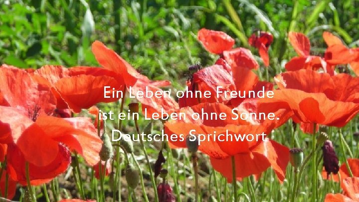 Ein Leben ohne Freunde ist ein Leben ohne Sonne. Deutsches Sprichwort 