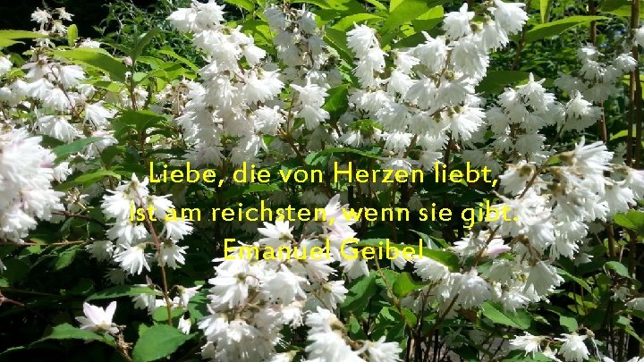 Liebe, die von Herzen liebt, ist am reichsten, wenn sie gibt. Emanuel Geibel 