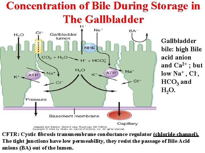 Concentration of Bile During Storage in The Gallbladder bile: high Bile acid anion and Concentration of Bile During Storage in The Gallbladder bile: high Bile acid anion and