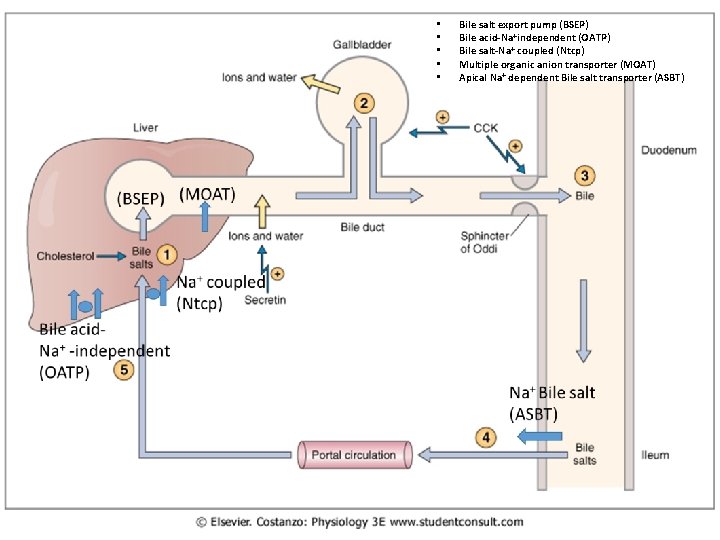Secretion and enterohepatic circulation of bile salts • • • Bile salt export pump Secretion and enterohepatic circulation of bile salts • • • Bile salt export pump