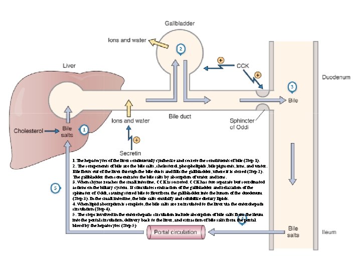 1. The hepatocytes of the liver continuously synthesize and secrete the constituents of bile 1. The hepatocytes of the liver continuously synthesize and secrete the constituents of bile