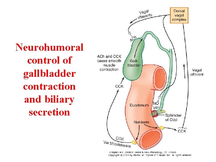 Neurohumoral control of gallbladder contraction and biliary secretion Neurohumoral control of gallbladder contraction and biliary secretion