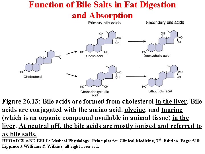Function of Bile Salts in Fat Digestion and Absorption Figure 26. 13: Bile acids Function of Bile Salts in Fat Digestion and Absorption Figure 26. 13: Bile acids