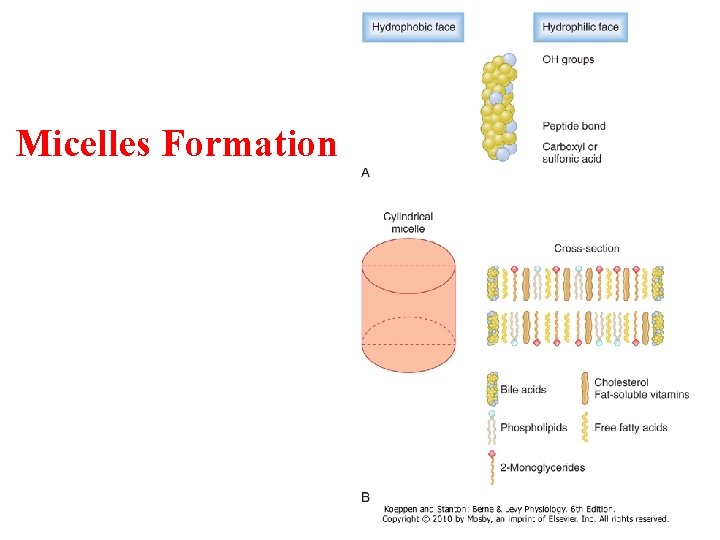 Micelles Formation Micelles Formation